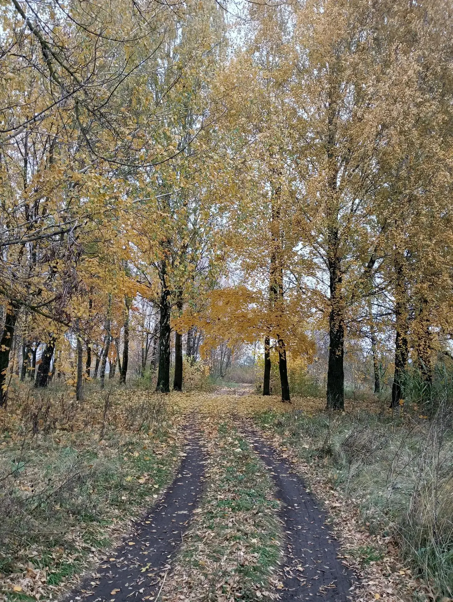 Осень над Проней. Фото Алисы Наконечной.