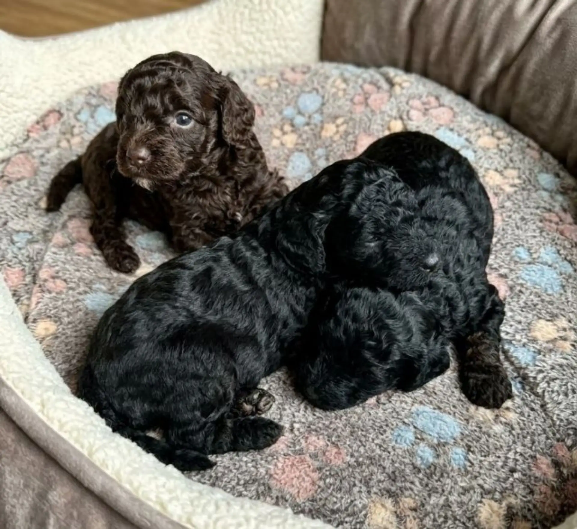 🐩