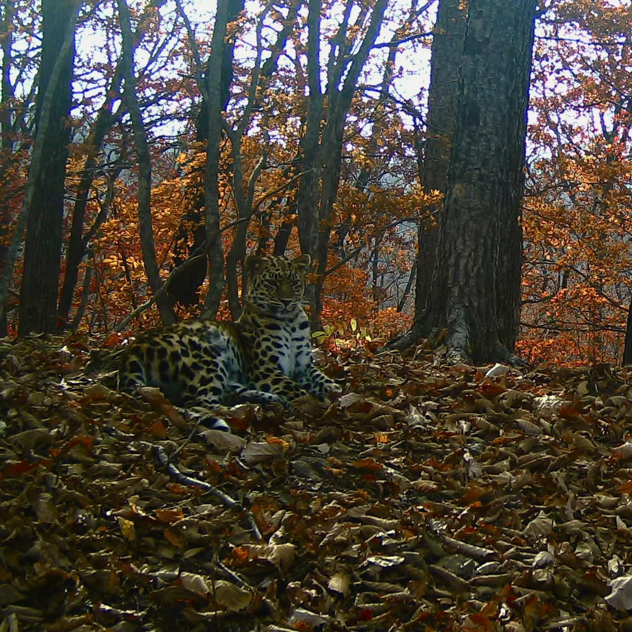 🐆🍂 Поваляться в листьях: дальневосточная леопардесса подала пример осеннего отдыха
