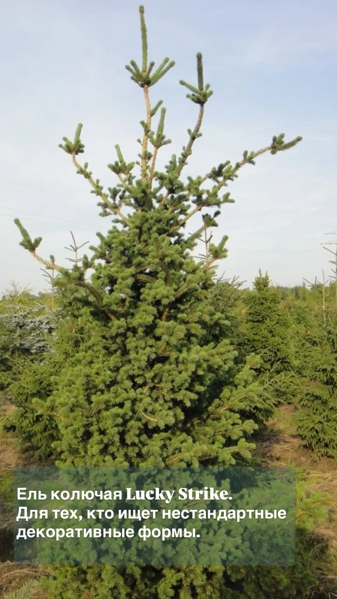 🌲 Формируем ассортимент не только количеством, но и интересными сортами.