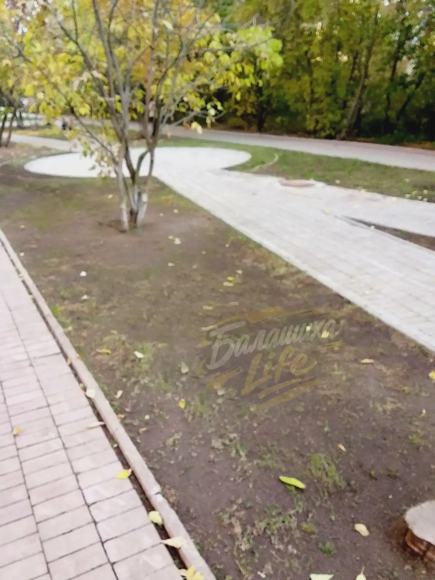В Балашихе пожаловались на уход за аллеей