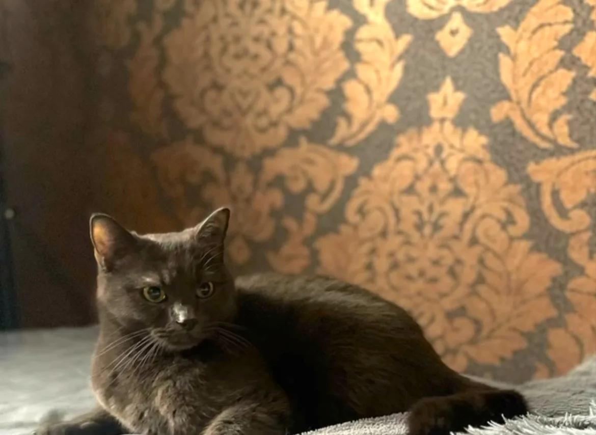 Кошечка нашлась в районе
