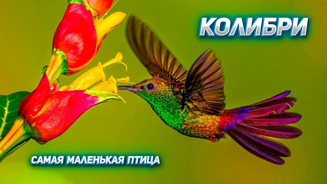 Сказочная волшебная птица счастья! 🥰 🥰 🥰 🪶🪶🪶