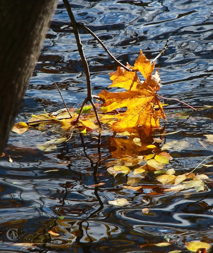 Октябрь раскрасил Смоленку 🍂