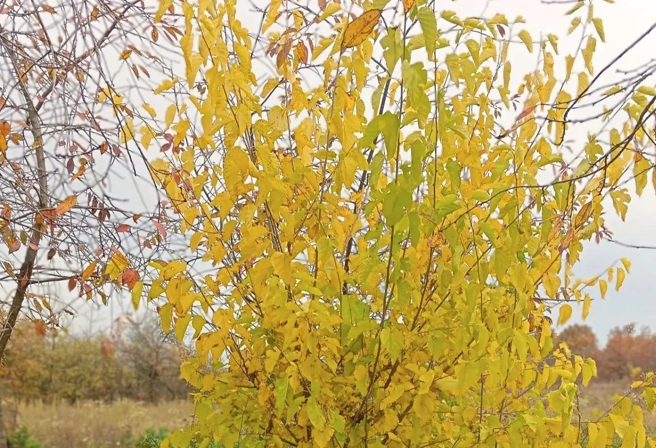 🌧 Небольшие дожди, туман и до +20° ожидается в Курской области 17 октября