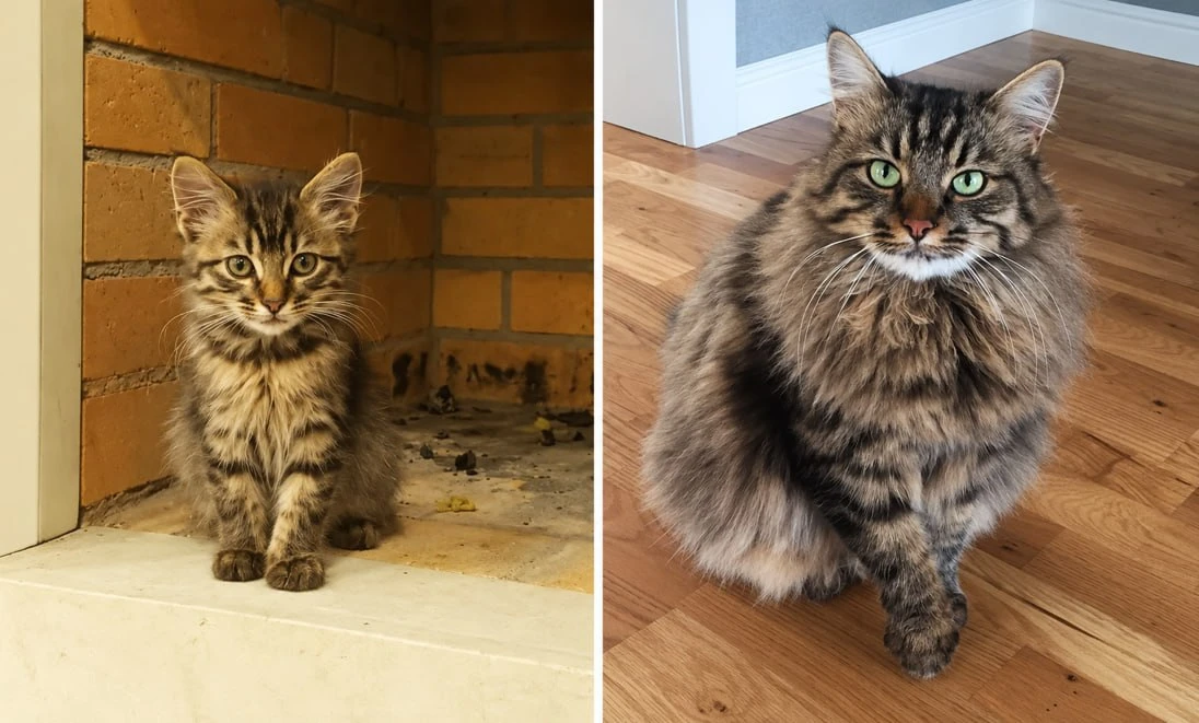 У моего кота РПП😸