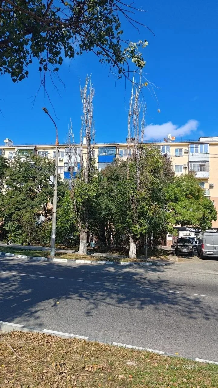 Ветка тополя оказалась на проводах