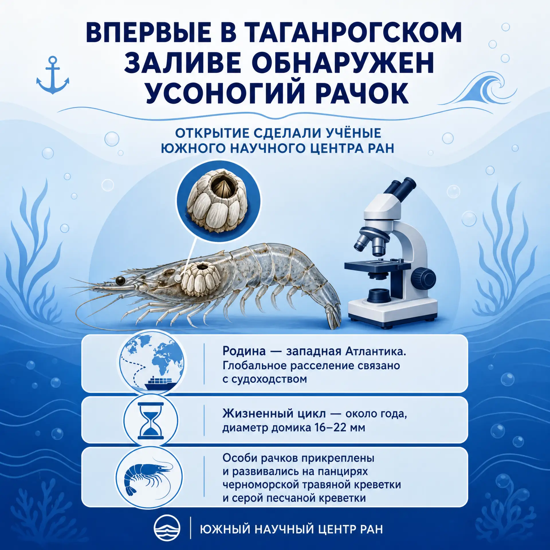 Учёные впервые обнаружили в Таганрогском заливе особи усоногого рачка
