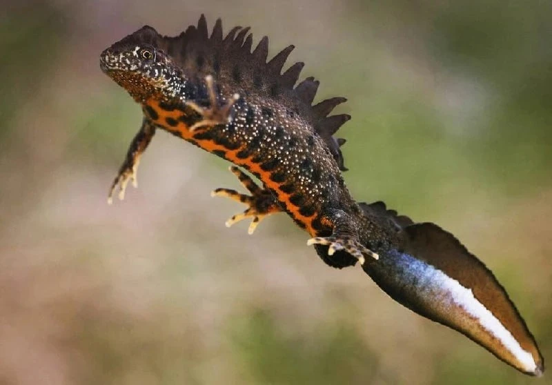 😀 В Тропарёвском лесопарке нашли место размножения редкого тритона