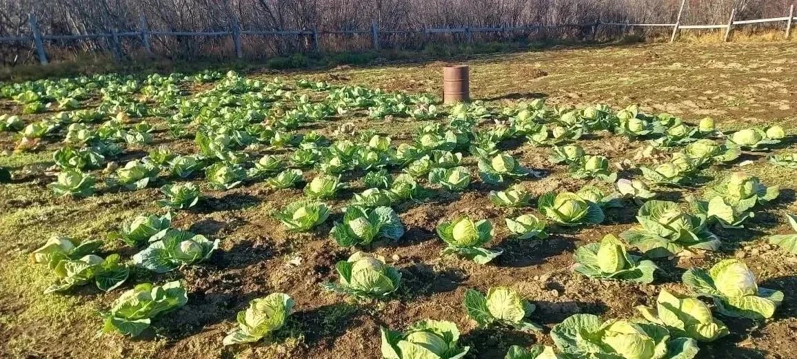 Удивительные кадры, сделанные на Чукотке. В селе Ваеги вырастили 13 965 килограммов кар...
