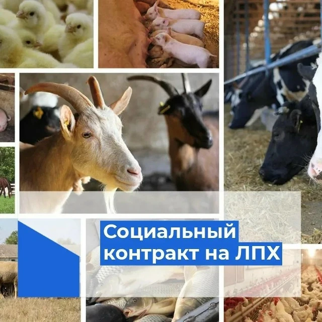 Соцконтракт на ведение личного подсобного хозяйства