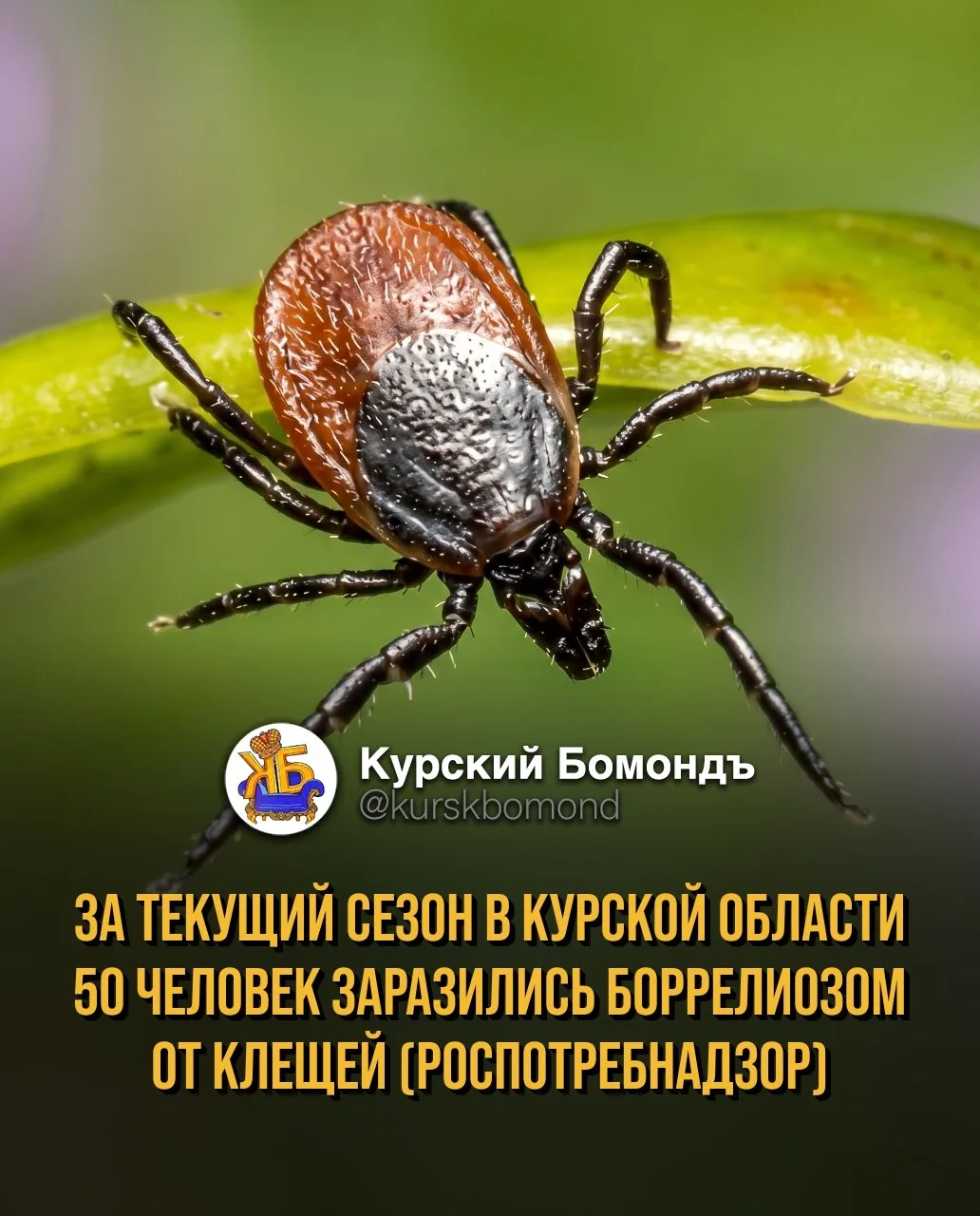 За текущий сезон в Курской области 50 человек заразились боррелиозом от клещей (Роспотр...