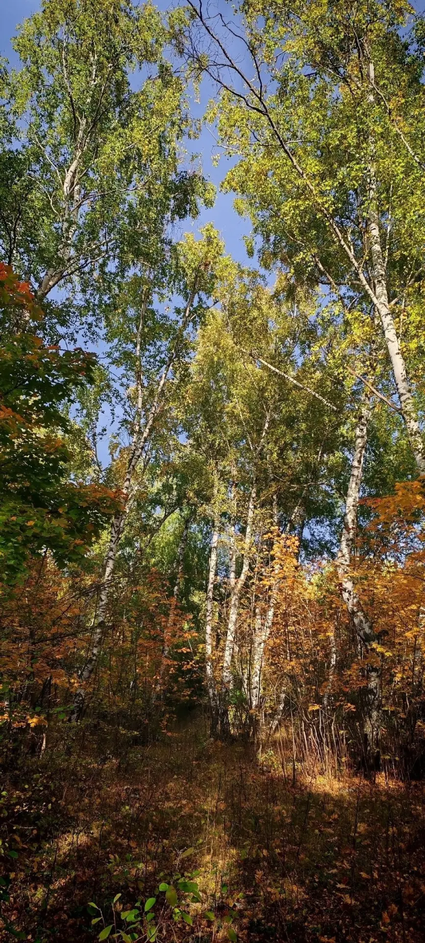 Золотая осень.