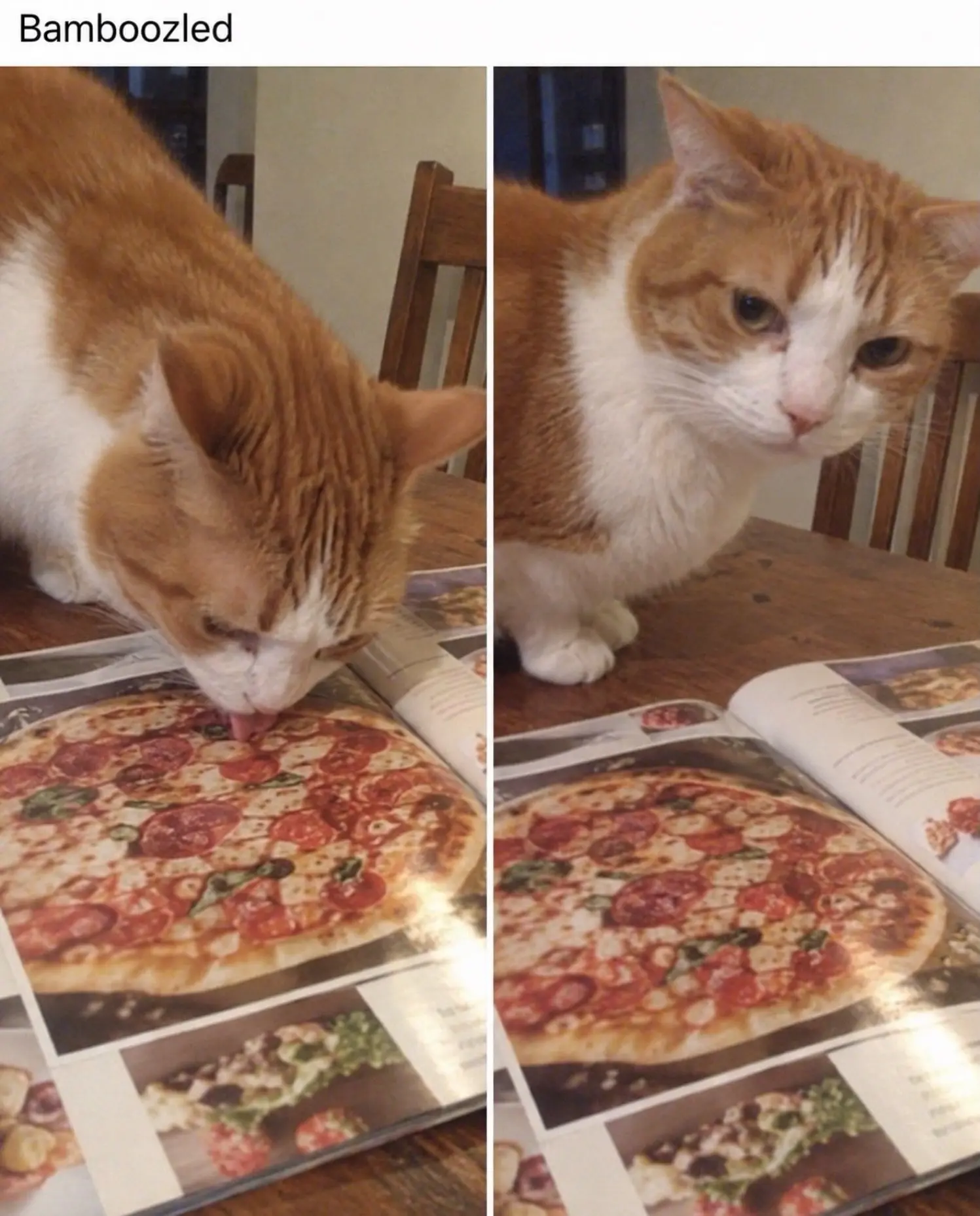 Меня нагло обманули 😾