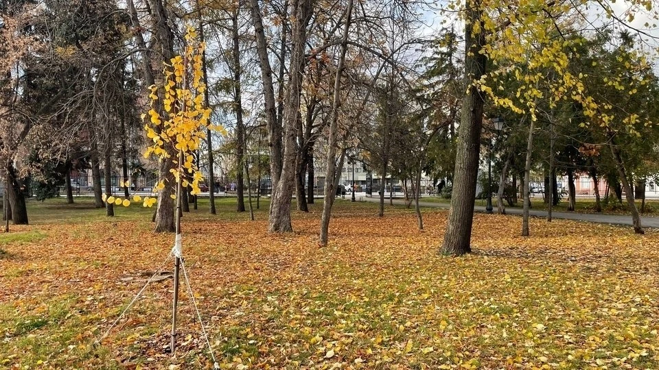 В саратовских "Липках" травмировался ребенок