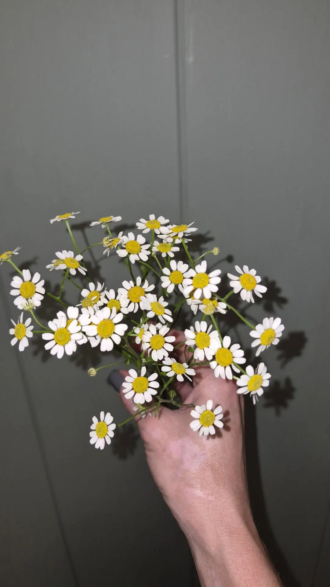 В жизни меняется многое. Неизменна моя любовь к ромашкам)))