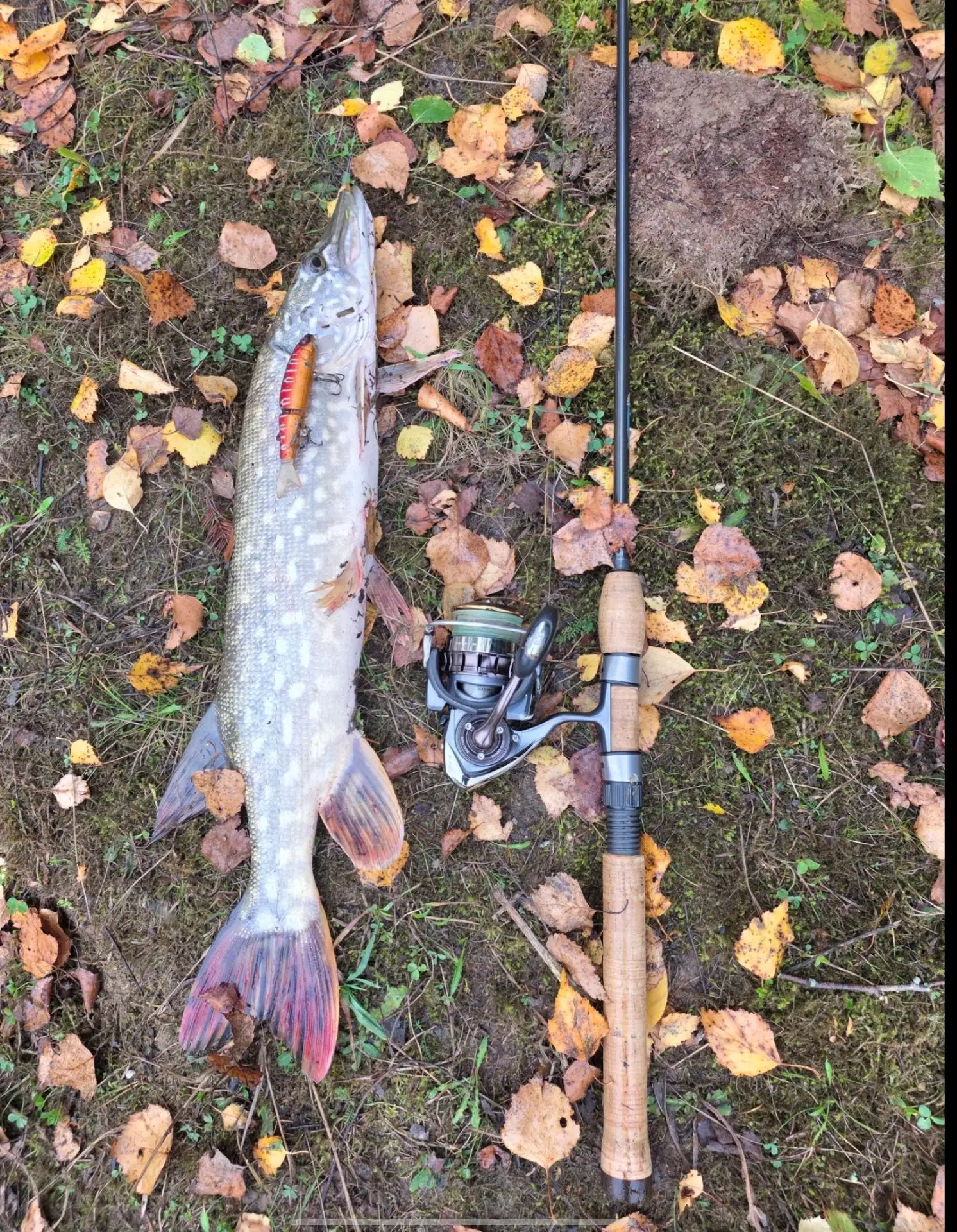 Осенний твичинг и проверенные решения!🎣