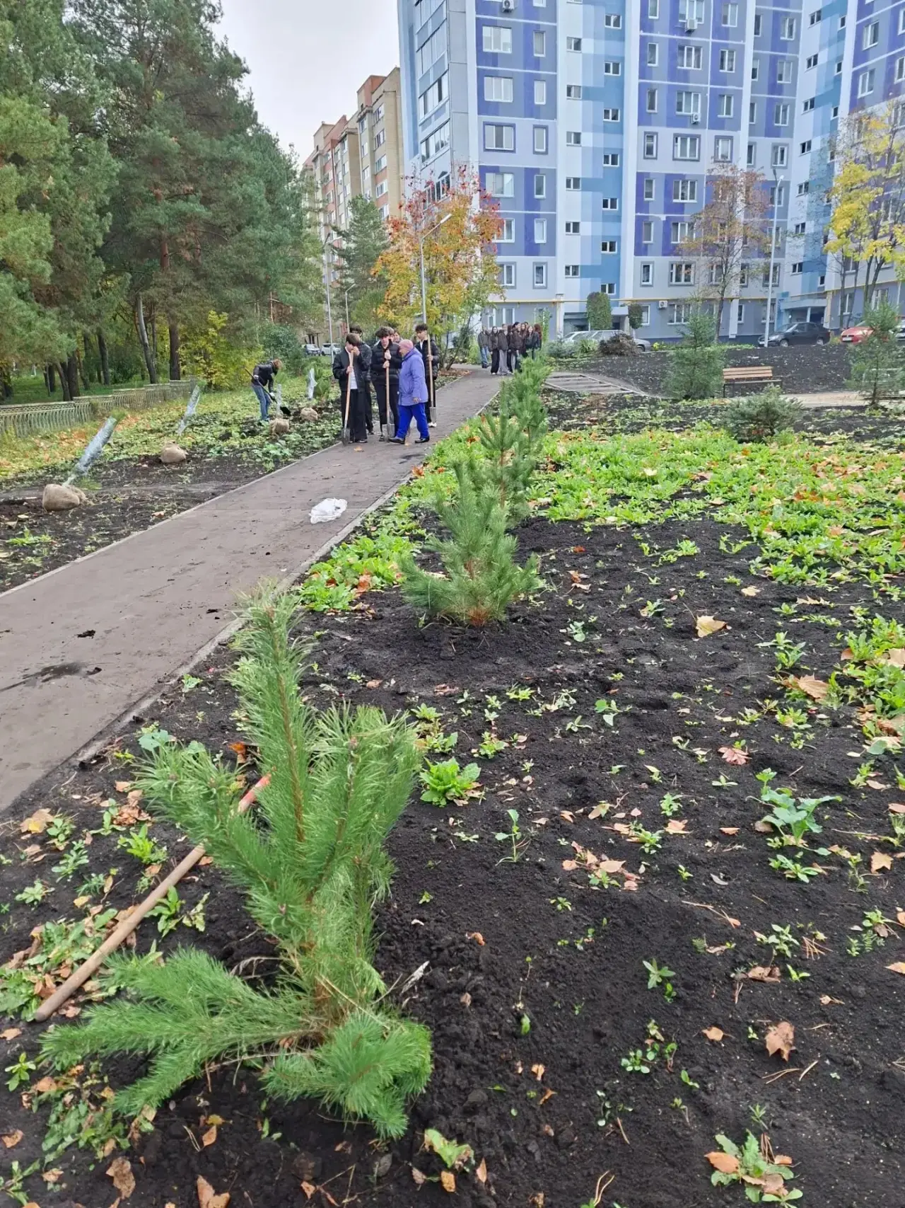Во дворе дома 38/05 завершена компенсационная посадка деревьев.
