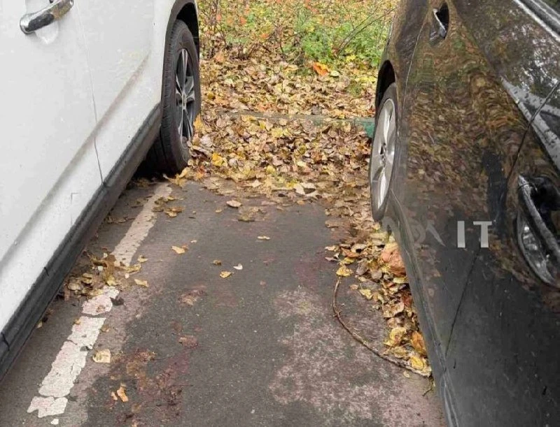 🧹 В Текстильщиках жители жалуются на уборку листьев