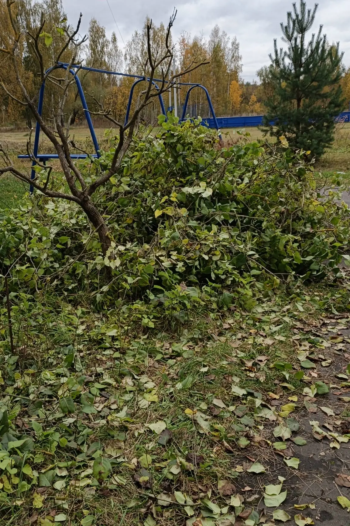 Добрый день . Просьба Администрации Электростали убрать данную кучу веток , так было об...