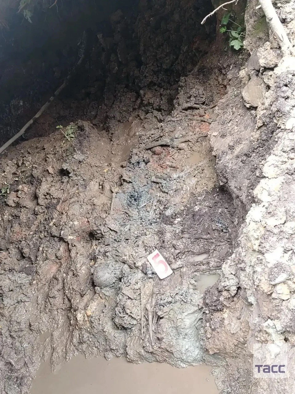 ❗️В Ленинградской области нашли массовое захоронение замученных эстонскими и немецкими ...