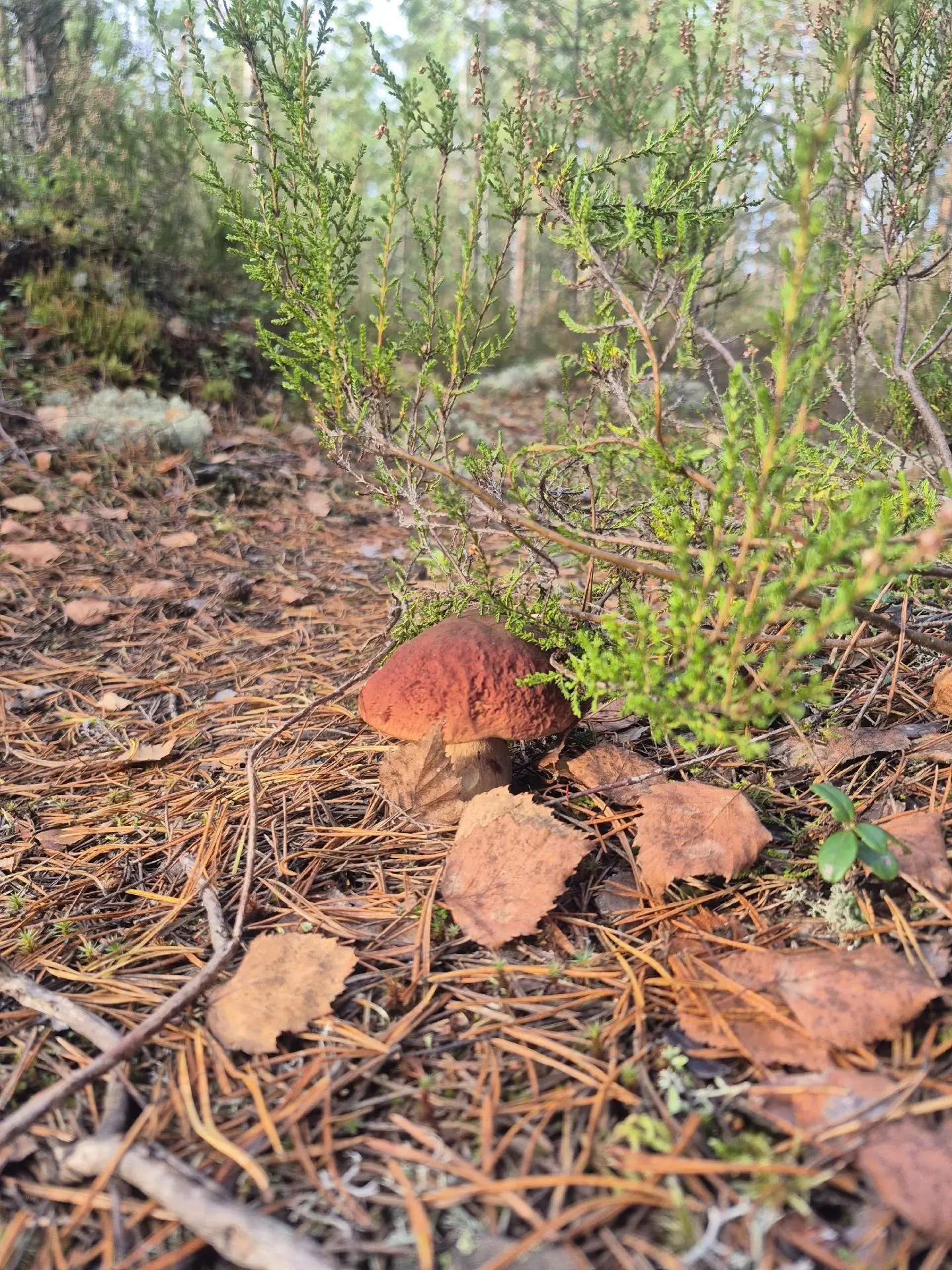 Закрыли сезон 2026!!!!🍄‍🟫🍄‍🟫🍄‍🟫 Спасибо лес!!!🍄‍🟫🍄‍🟫🍄‍🟫🍄‍🟫 Выборгский рай...