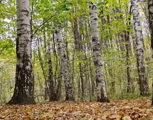 🌳 Берёзы в Терлецком лесопарке