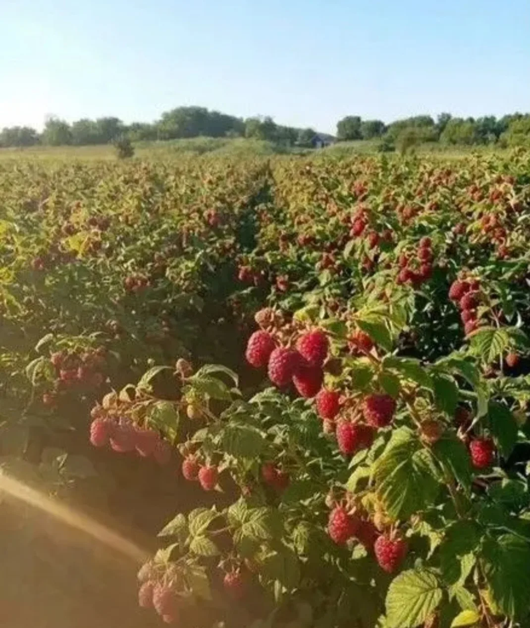 Продаю саженцы малины сорт Полька  ремонтантная.  Ягода очень сладкая. Количество имеет...
