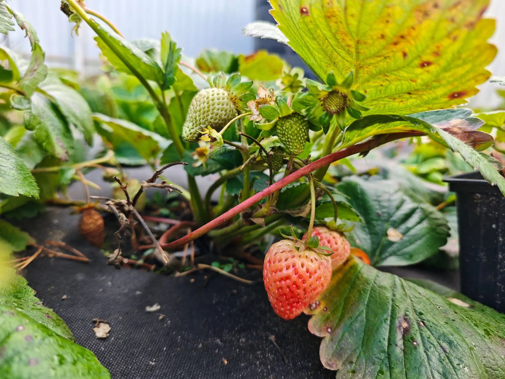 Если кому-то интересно, название сортов 🍓:
