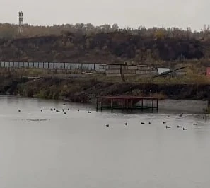 🐾 Утки из Лукинского парка осели на Большом Федосьинском пруду