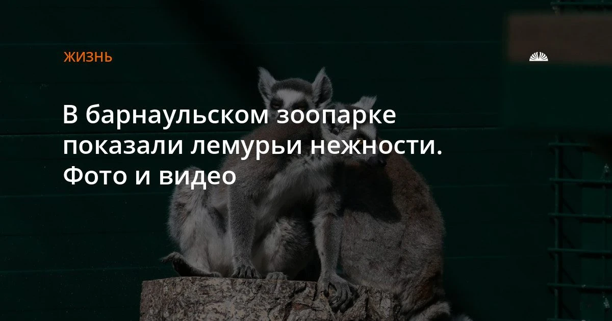 В барнаульском зоопарке «Лесная сказка» показали, как лемуры ухаживают друг за другом