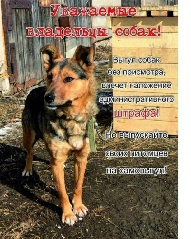 Внимание владельцам собак!