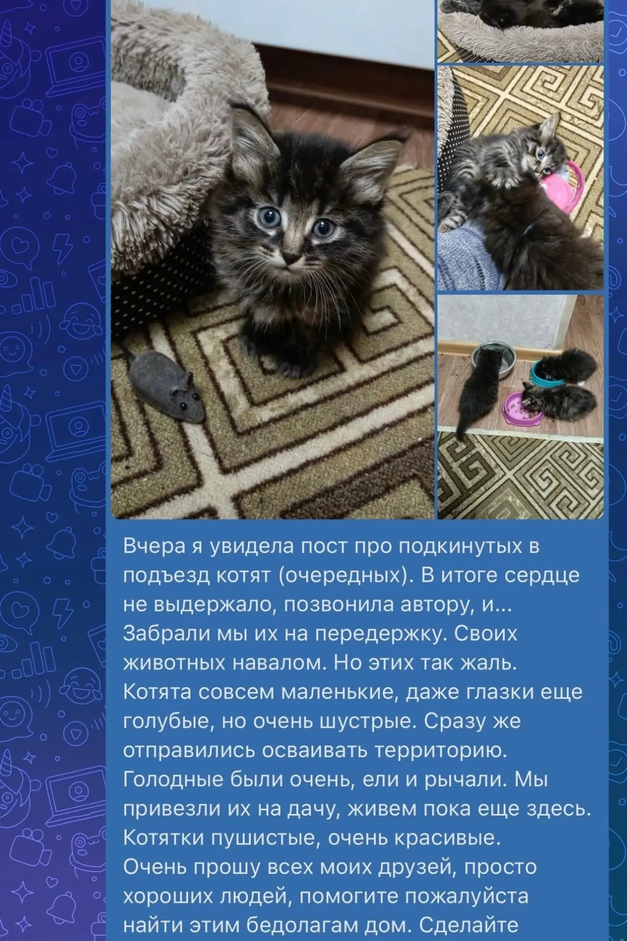 Этих малышей просто подкинули в подъезд в коробке. Им очень нужен дом. Мой тел. 8-910-8...