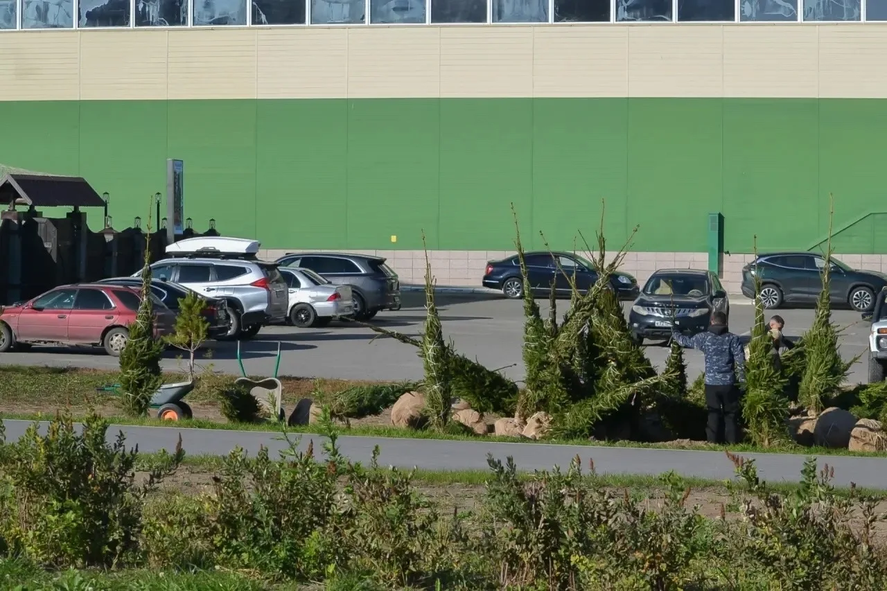 🌲Общественное пространство по улице Шумакова, 9 продолжают озеленять