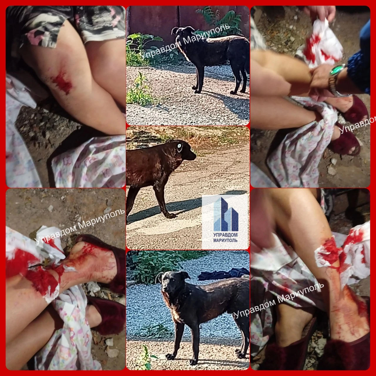 🐕Агрессивная бездомная собака кусает людей на Комсомольском бульваре в Мариуполе (ФОТО...