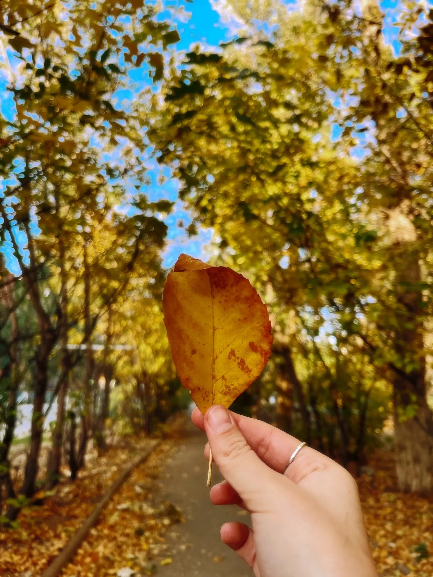 🍂 Осень зовёт на прогулку