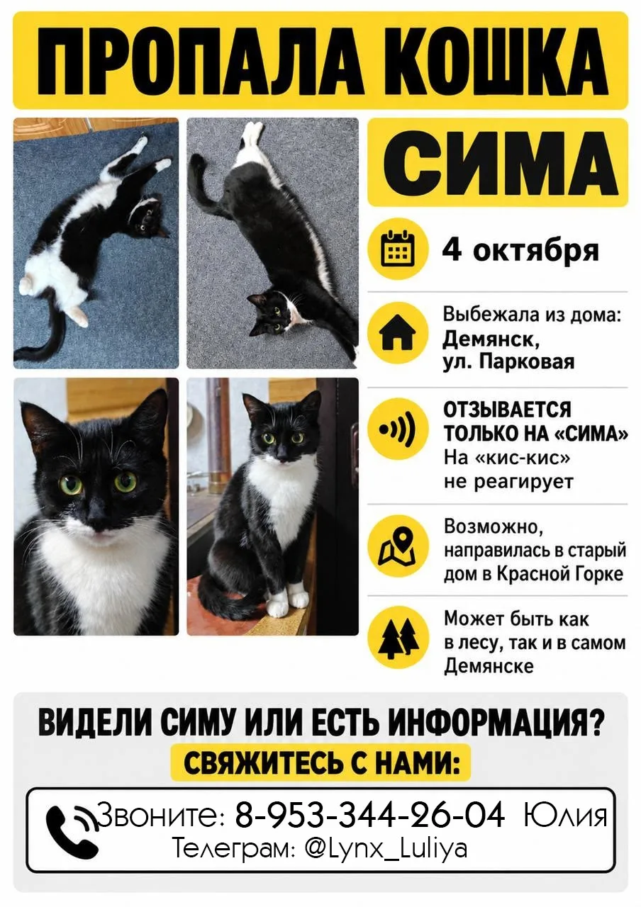 📣ПОМОГИТЕ НАЙТИ КОШКУ!