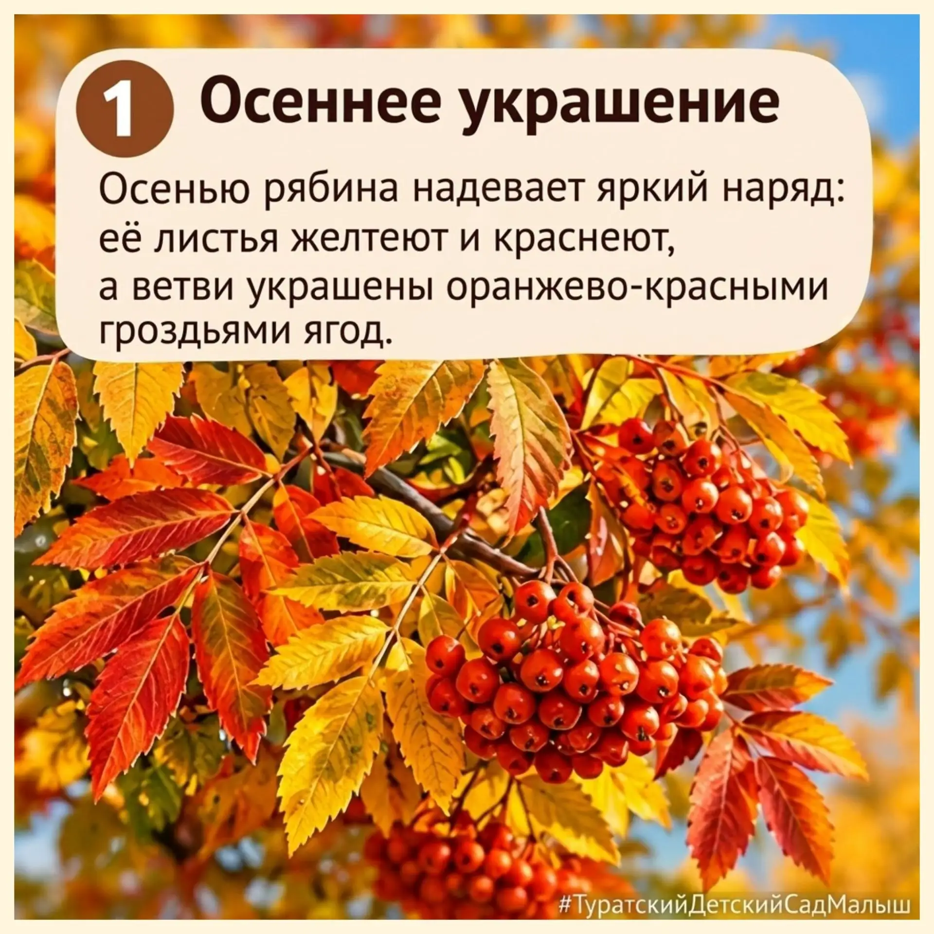 🍂 Сегодня отмечается День рябины.