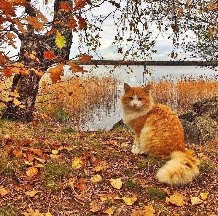 Осень... Она повсюду. И снаружи – играет красивыми праздничными нарядами, и внутри – пе...