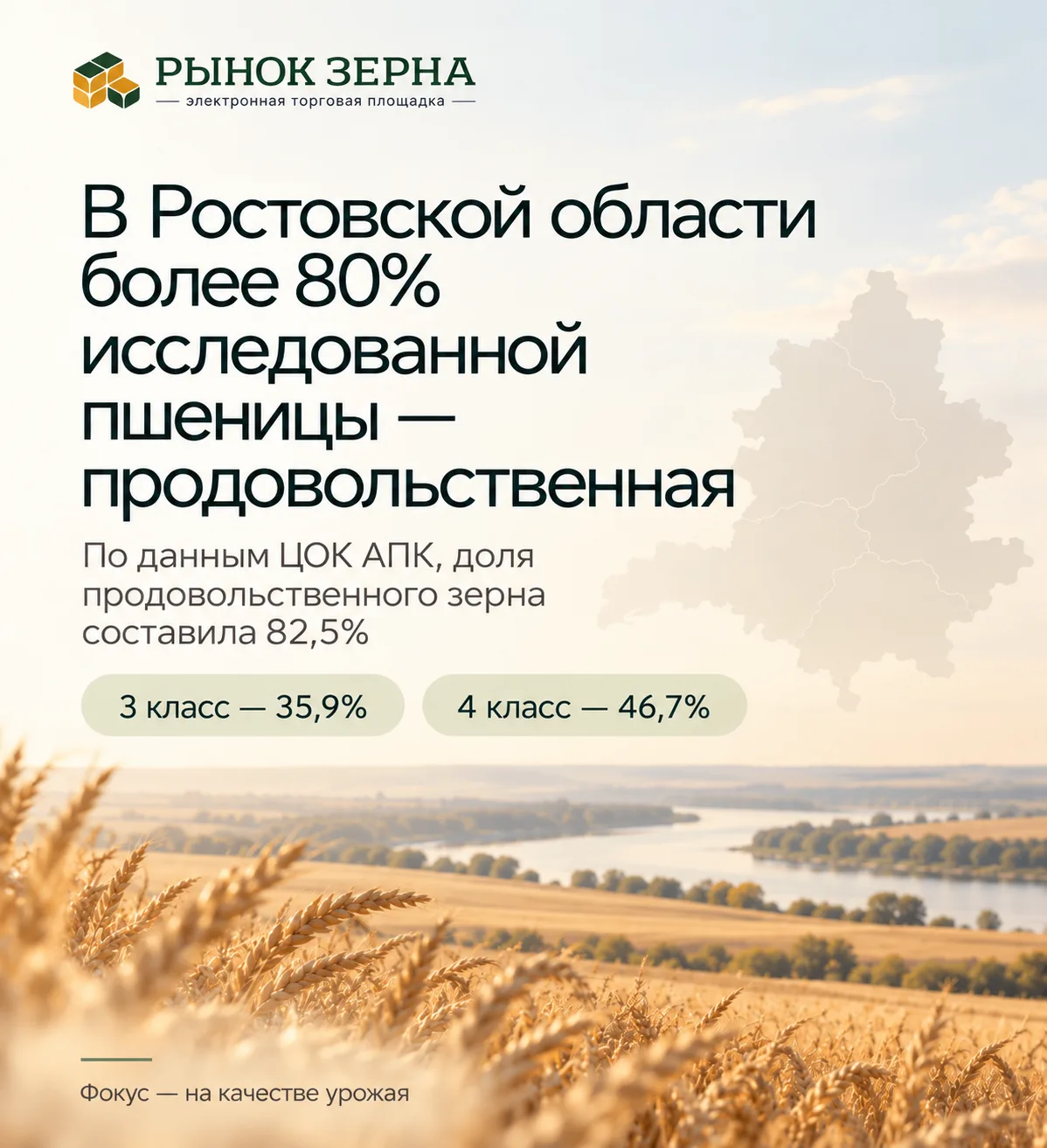 В Ростовской области доля продовольственного зерна в исследованной мягкой пшенице урожа...
