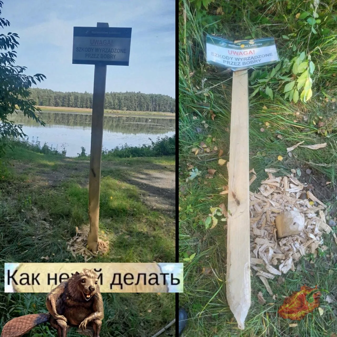В Польше бобры сгрызли табличку, которая предупреждала о бобрах.