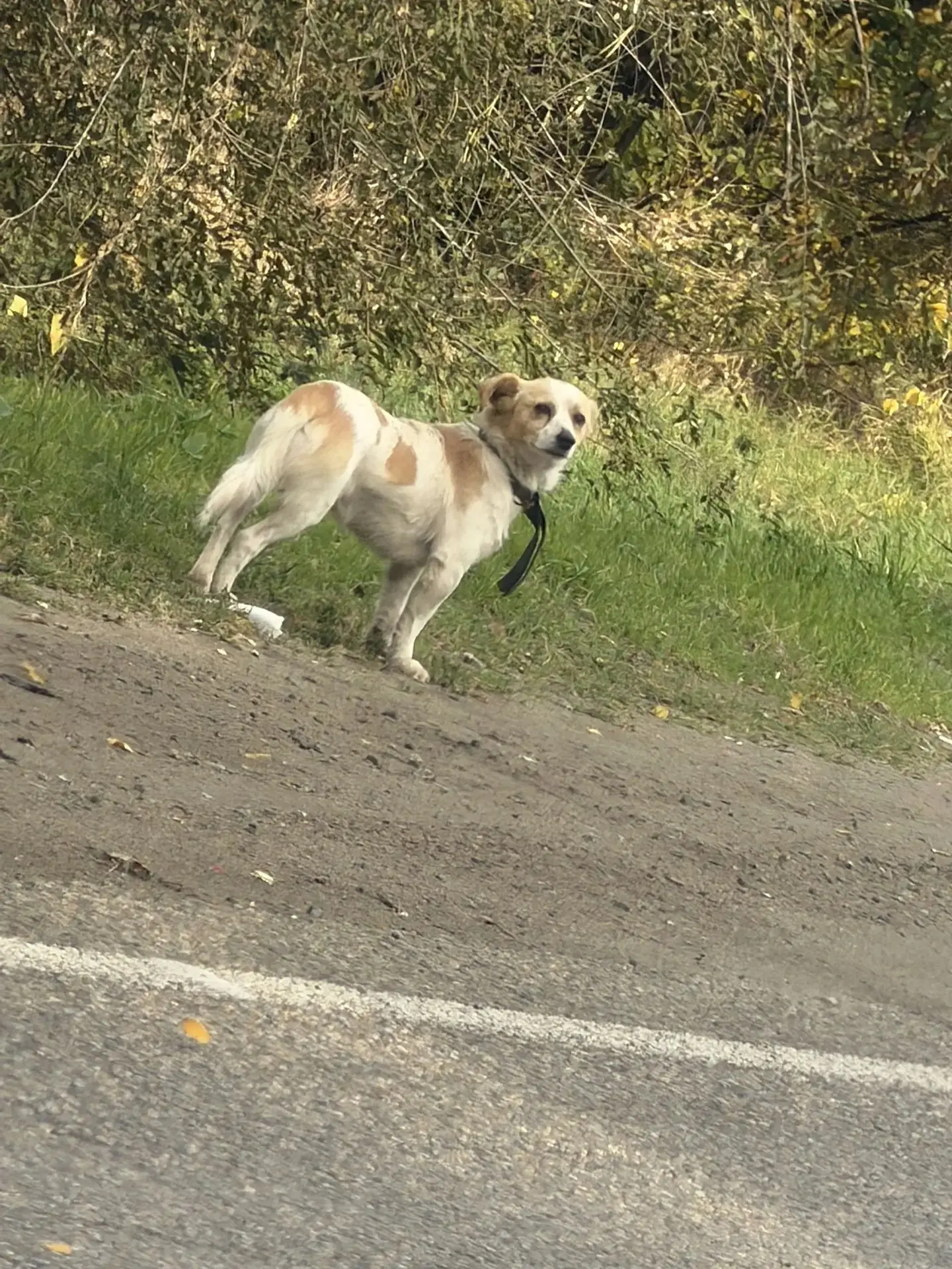 🐶Чья потеряшка на перекрëстке?