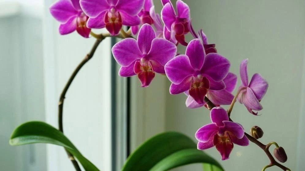 Подкормка для орхидеи 🌺
