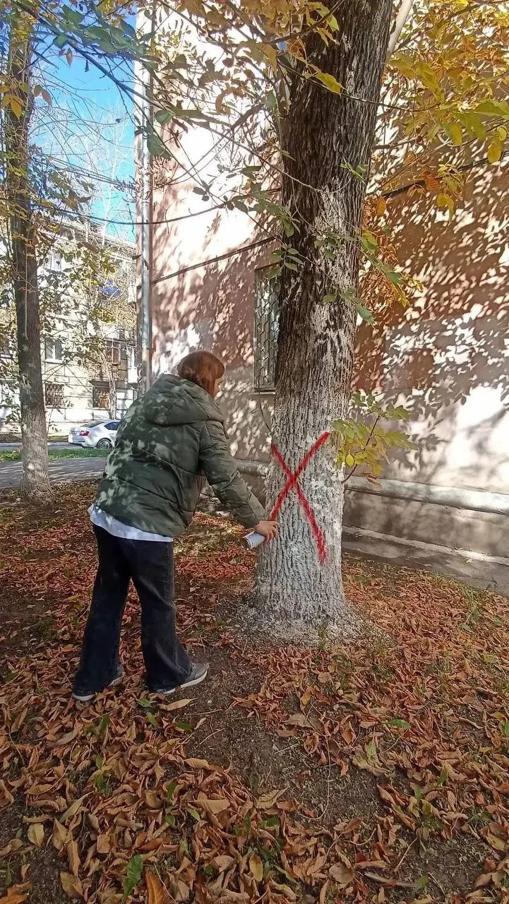 🌳 В Новокуйбышевске спилят семь аварийных ясеней на улице Ленинградской, 14.