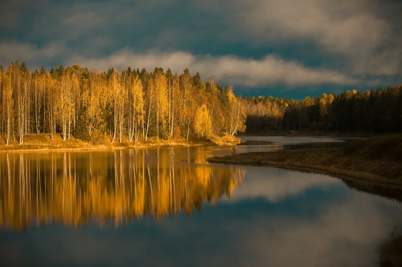 Осенние лебеди на озере Плесцы ⚡