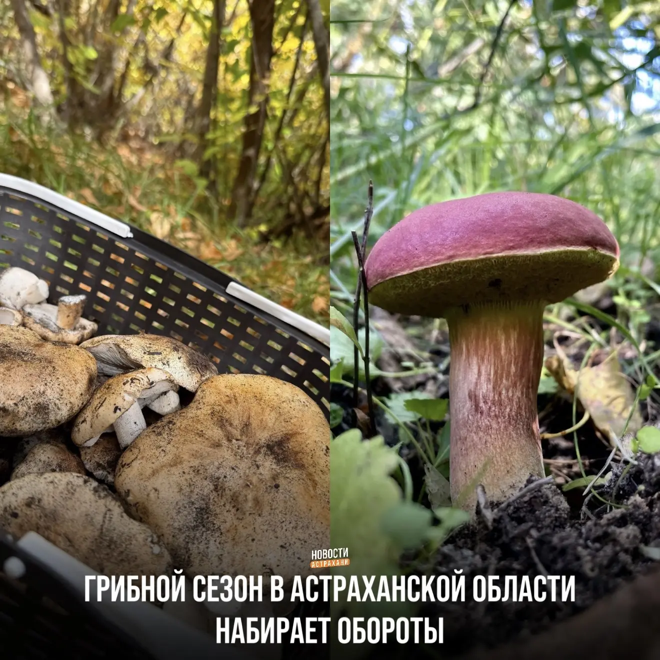 Одним из самых грибных мест в этом году стал Харабалинский район. Согласно публикациям ...