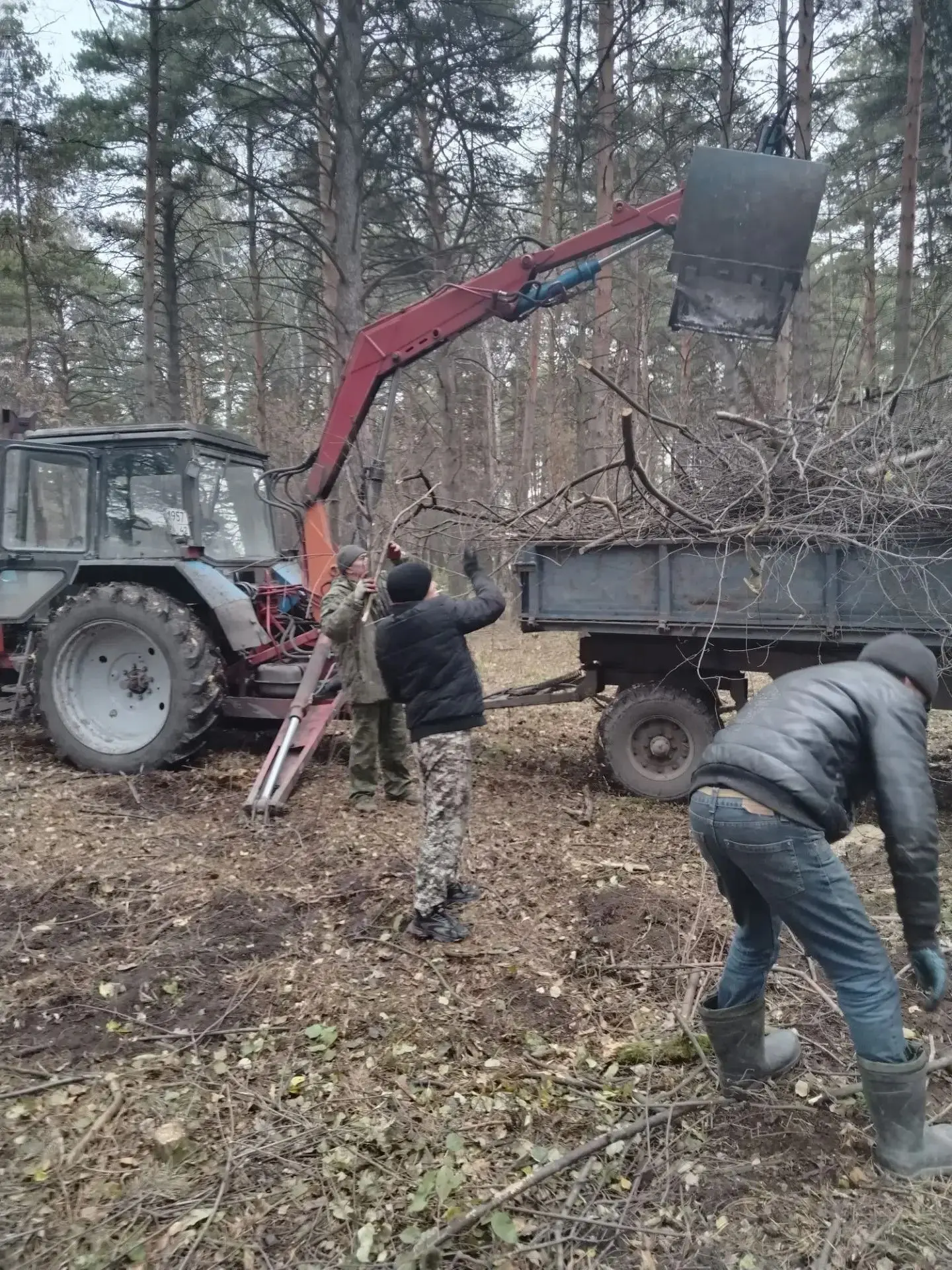 Расчистка соснового бора от порослей кустарника.