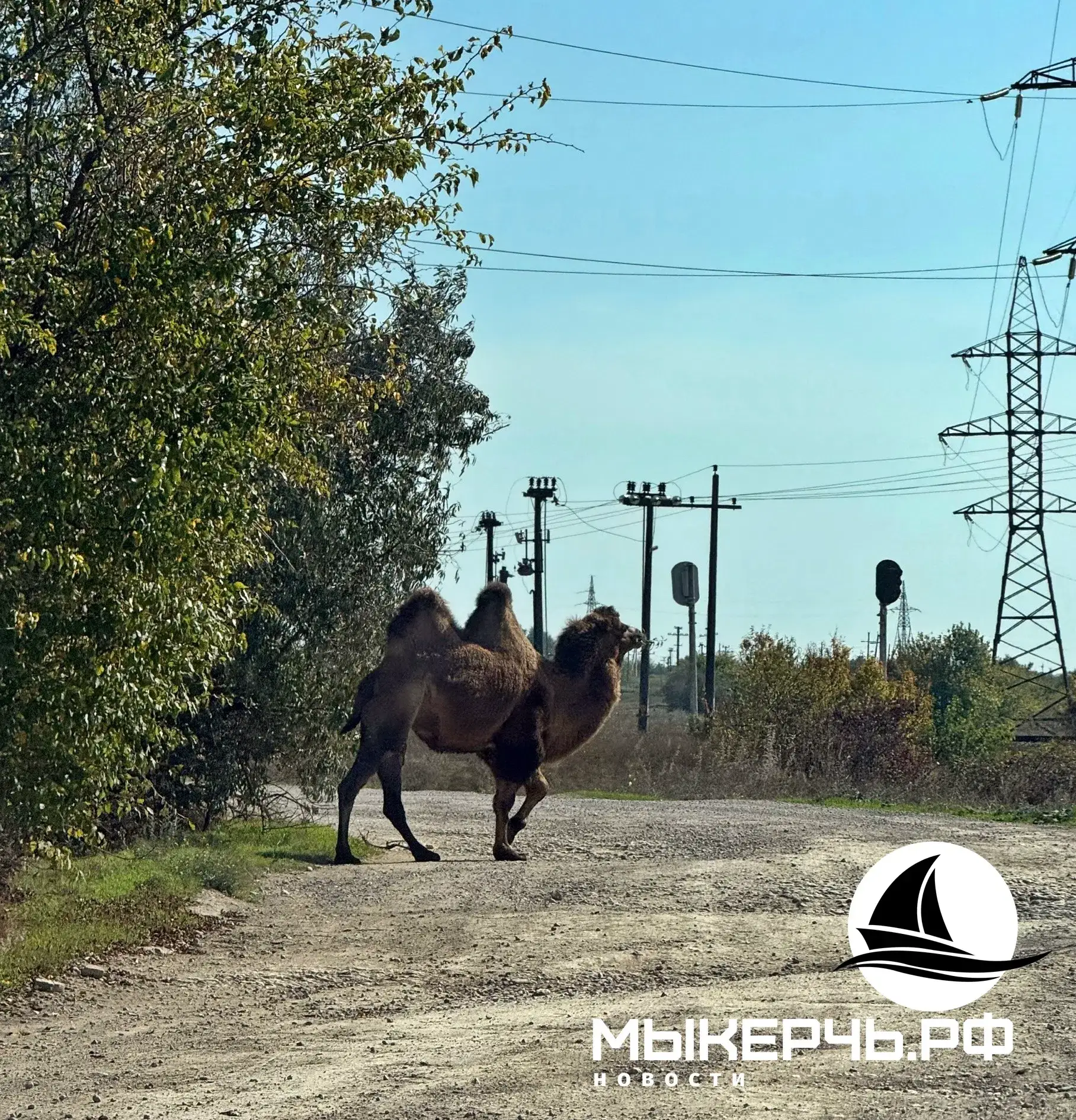 🐎Керчане просят приглядывать за верблюдушкой
