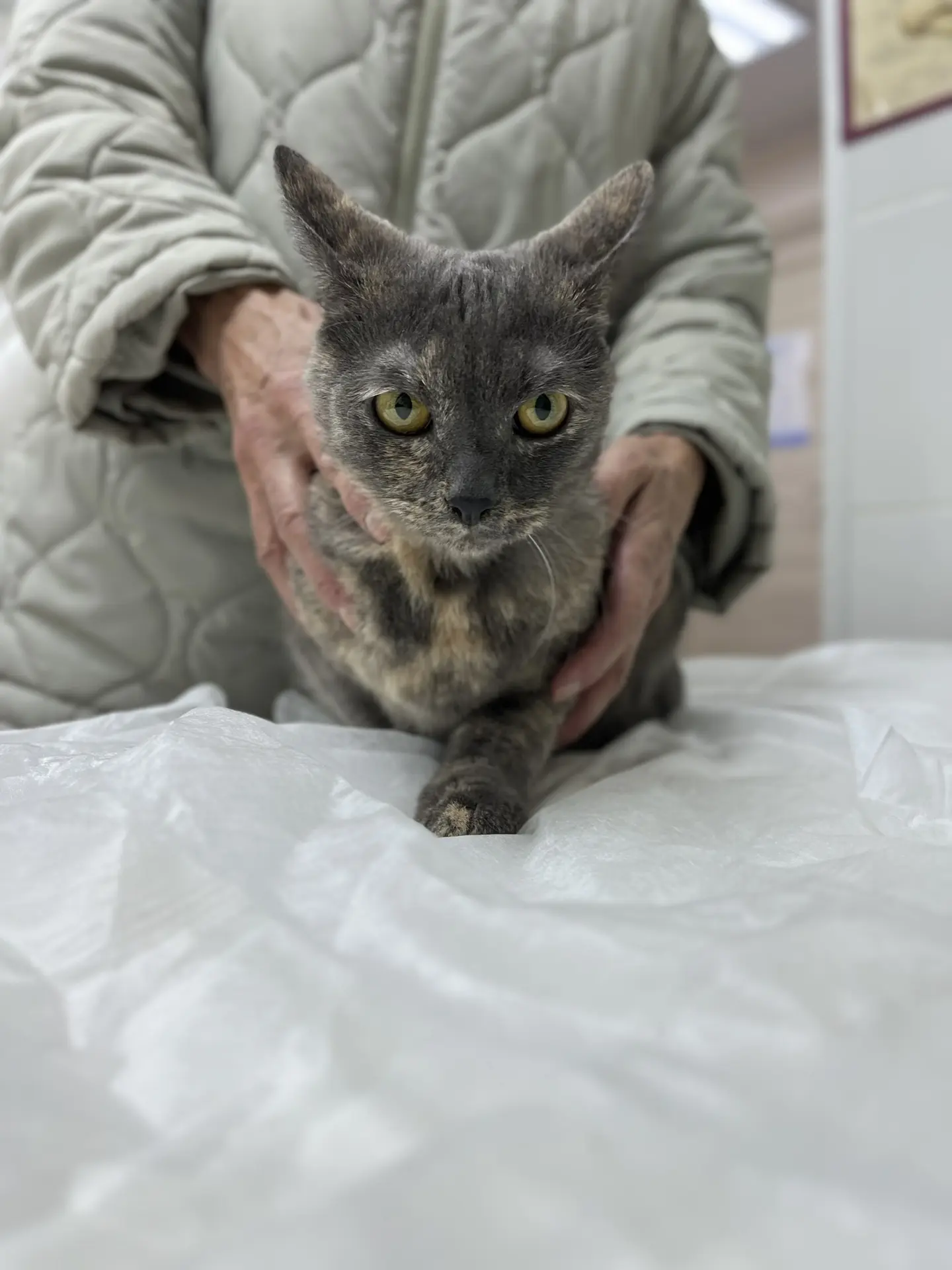 красавица Мурка успешно прошла вакцинацию! 💉😺