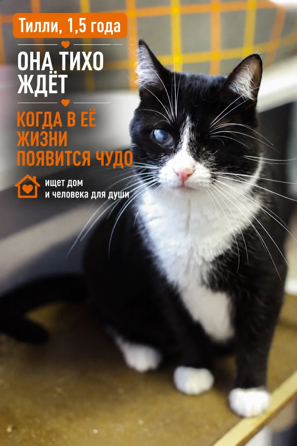 Тилли — невероятно добрая кошечка. В ней нет ни капли агрессии, она никогда не шипит и ...